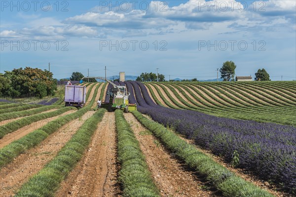 Lavender harvest in Valensole