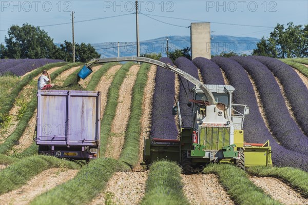Lavender harvest in Valensole