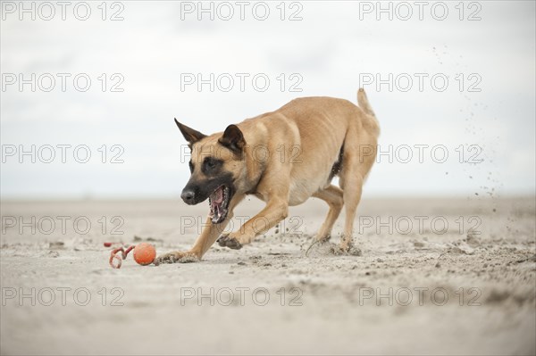 Hollandse Herdershond
