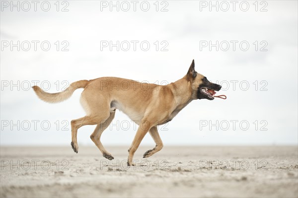 Hollandse Herdershond