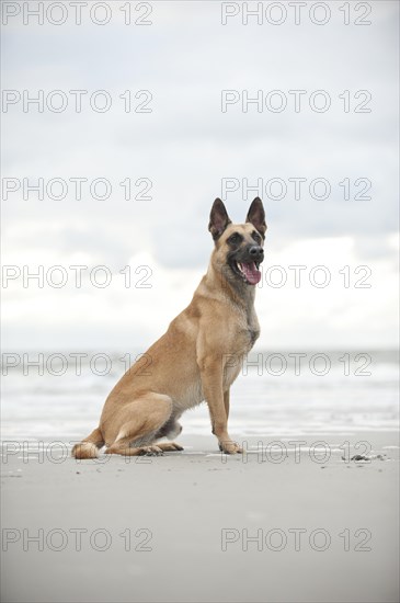 Hollandse Herdershond