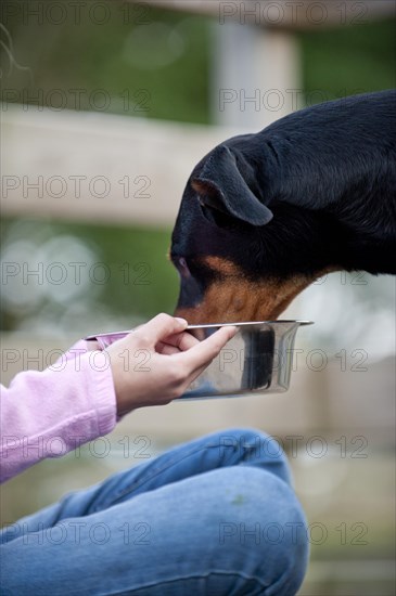 Doberman eating from a feeding dish