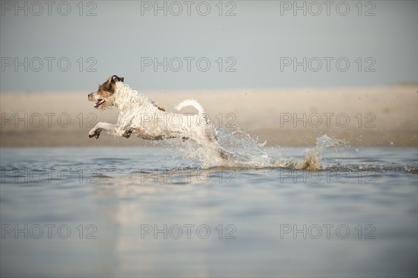 Parson Russell Terrier running through water