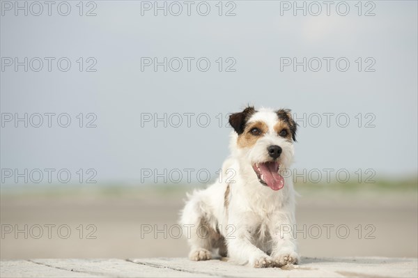Lying Parson Russell Terrier