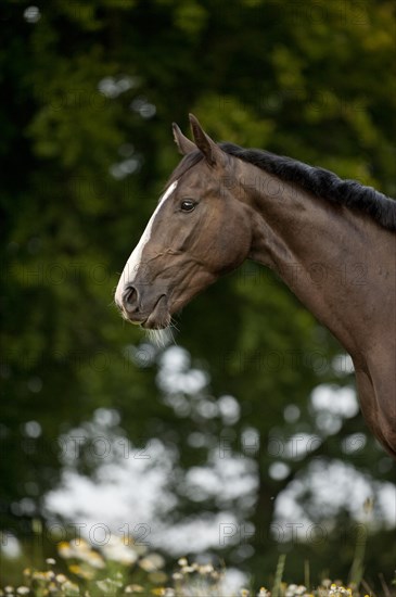 Hanoverian horse