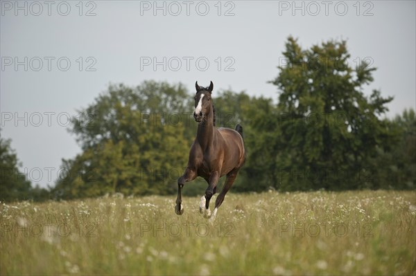 Hanoverian horse galloping across a meadow