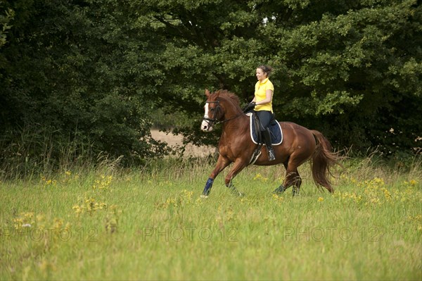 Woman riding a galloping Hanoverian horse in a meadow
