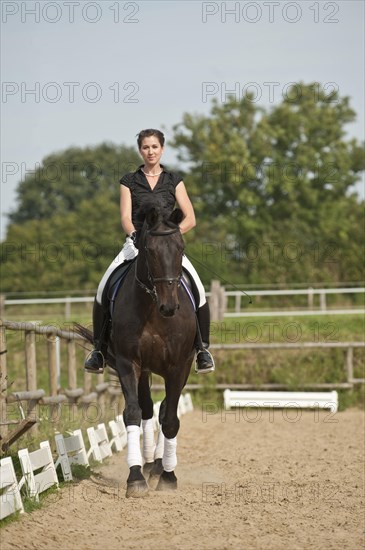 Woman riding a trotting Holsteiner horse