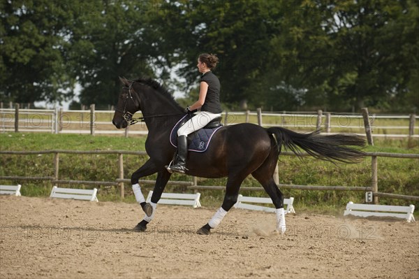Woman riding a galloping Holsteiner horse
