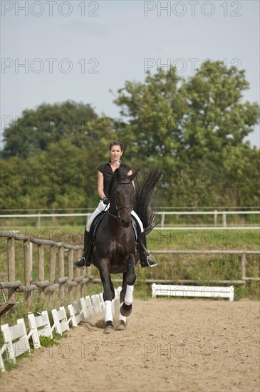 Woman riding a galloping Holsteiner horse