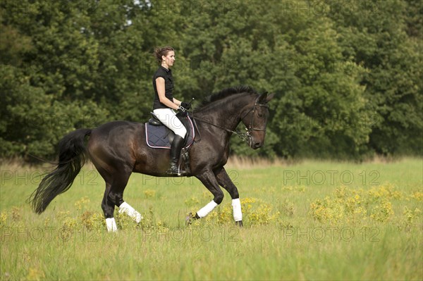 Woman riding a galloping Holsteiner horse across a meadow