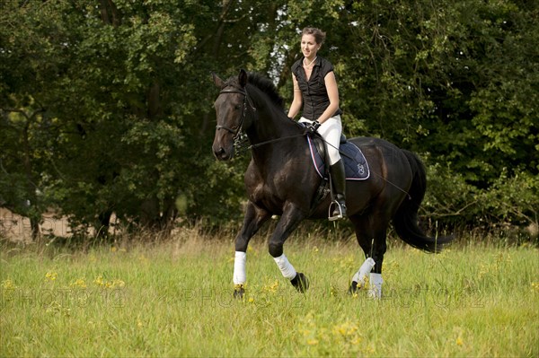 Woman riding a galloping Holsteiner horse across a meadow