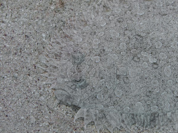 Leopard Flounder (Bothus pantherinus)