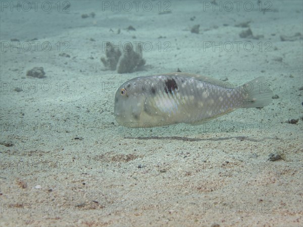 Fivefinger Razorfish or Fivefinger Wrasse (Xyrichtys pentadactylus)