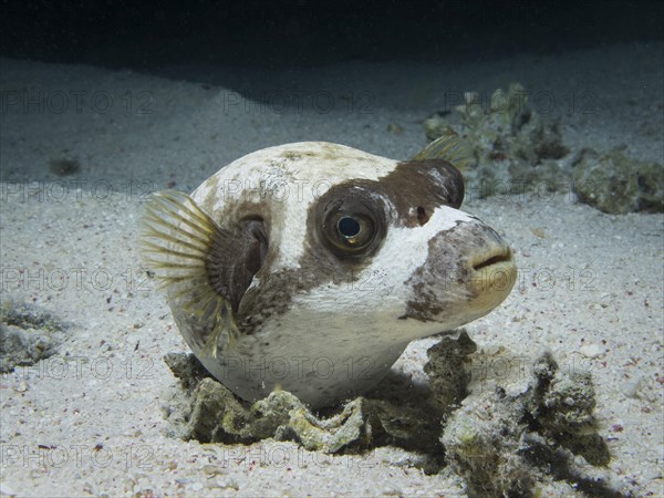 Masked Puffer (Arothron diadematus)