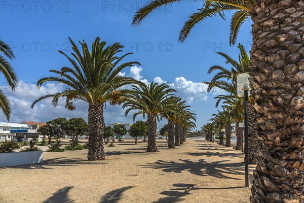 Date palms (Phoenix sp.)
