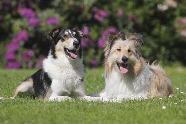 Two Bearded Collie hybrids lying side by side on meadow