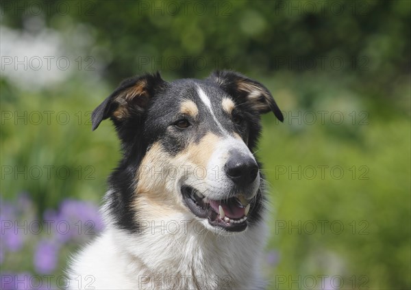 Bearded Collie