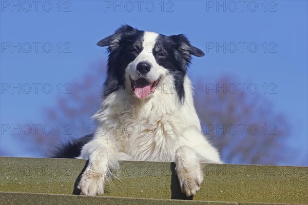 Australian Shepherd