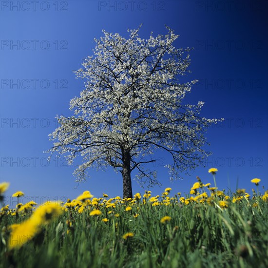 Cherry tree in bossom