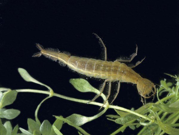 Great Diving Beetle (Dytiscus marginalis)