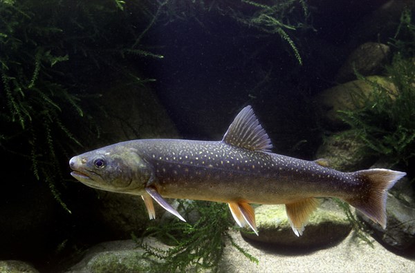 Brook Trout (Salvelinus fontinalis)
