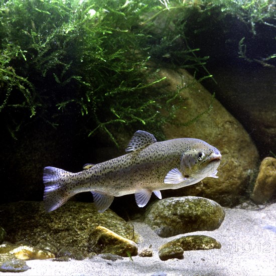 Rainbow Trout (Salmo gairdneri)