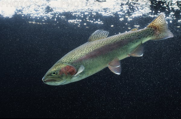 Rainbow Trout (Salmo gairdneri)