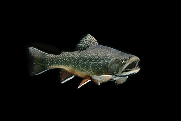 Brook Trout (Salvelinus fontinalis)
