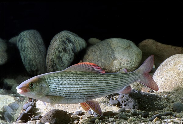 Grayling (Thymallus thymallus)