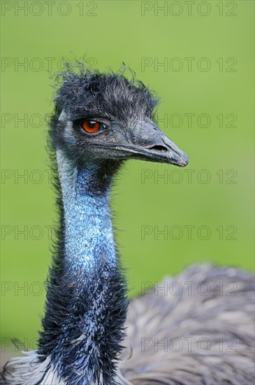 Emu (Dromaius novaehollandiae)