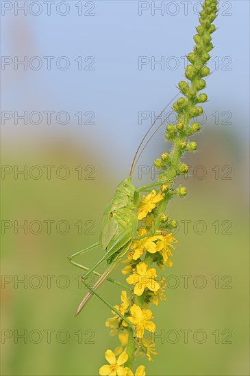 Great Green Bush Cricket (Tettigonia viridissima)