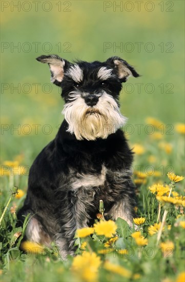 Miniature Schnauzer