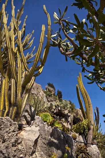 Exotic garden in Principality of Monaco