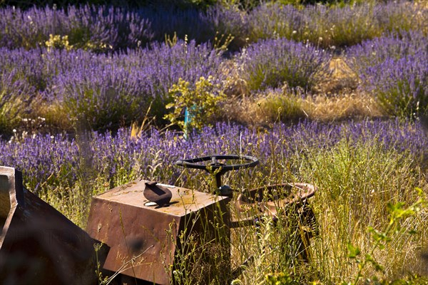 Derelict farm machine in a blooming field of Lavender (Lavandula angustifolia) around Boux