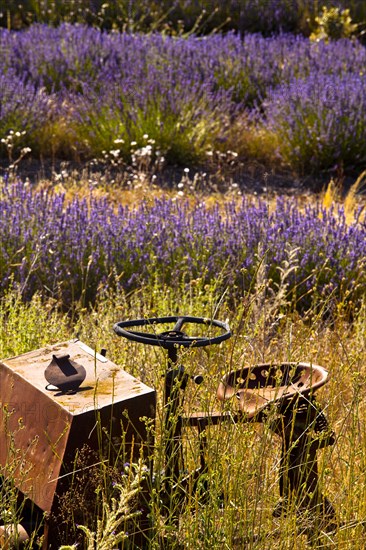 Derelict farm machine in a blooming field of Lavender (Lavandula angustifolia) around Boux