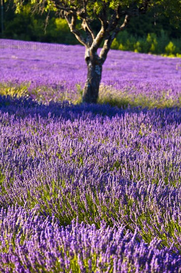 Blooming field of Lavender (Lavandula angustifolia)