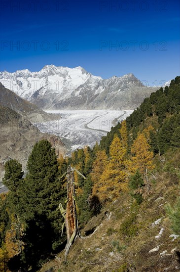Aletsch Glacier and the Bernese Oberland