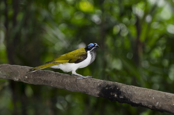 Blue-faced Honeyeater (Entomyzon cyanotis)