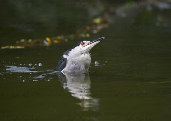 Black-crowned Night Heron (Nycticorax nycticorax)