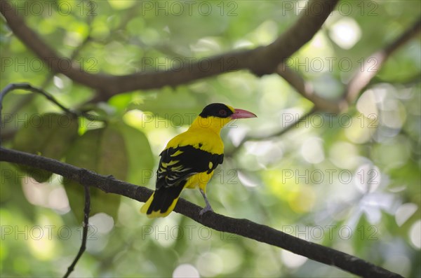 Black-naped Oriole (Oriolus chinensis)