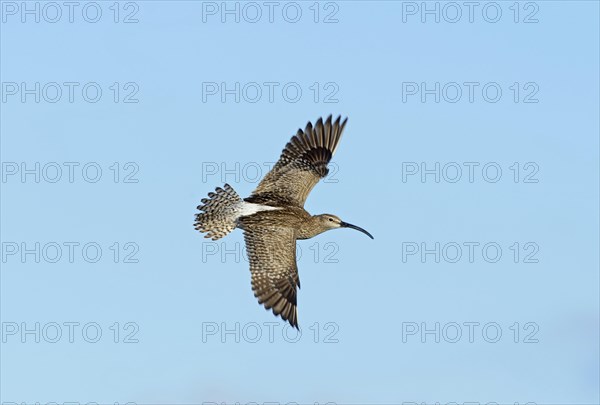 Whimbrel (Numenius phaeopus) in display flight