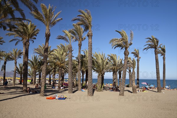 Palm trees on a sandy beach