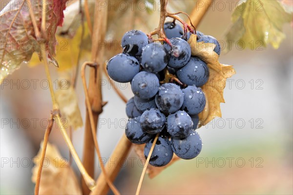 Grapes