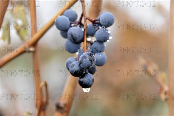 Grapes