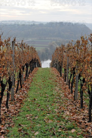 Vineyard