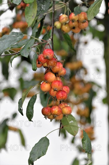 Japanese flowering crabapples (Malus floribunda) in autumn