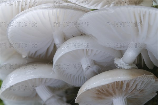 Porcelain Fungus (Oudemansiella mucida)
