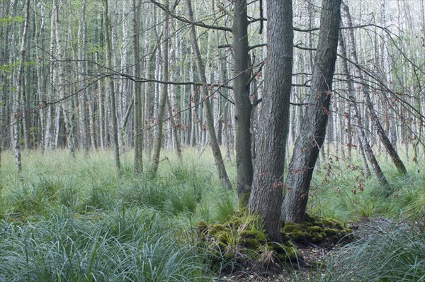Darss Forest