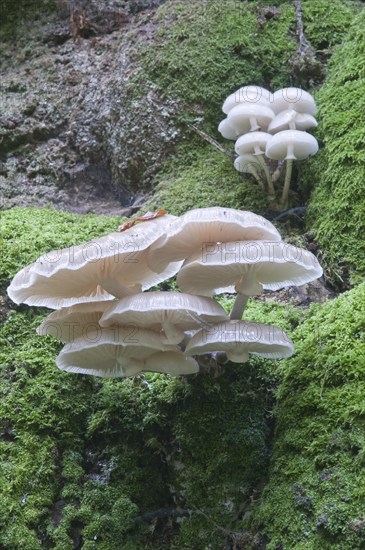 Porcelain Fungus or Slimy Beech Cap (Oudemansiella mucida) on an old Beech (Fagus sylvatica)